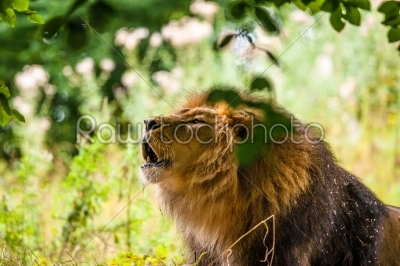 Big male lion roaring