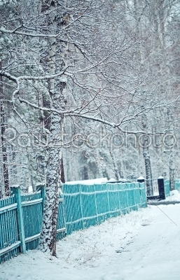 Birch forest in winter and blue fence