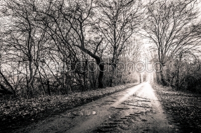 Black and white photo of a road surrounded my trees with light a