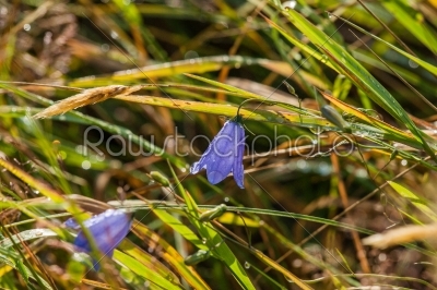 Blue harebell flower with dew