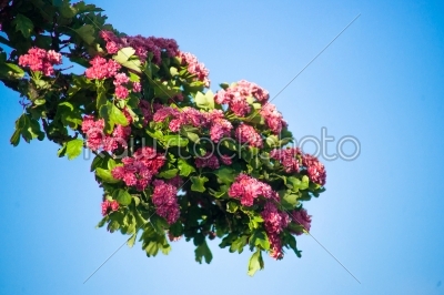 Branch with pink flowers 
