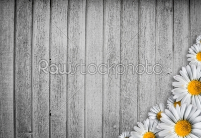 Bright wood background with a marguerit flower