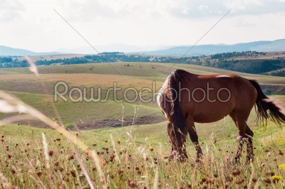 brown horse grazing in a meadow