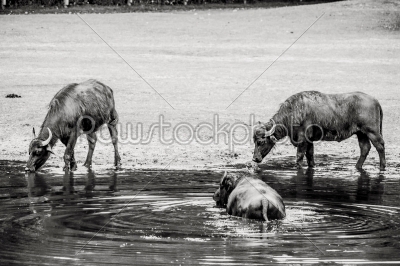 Bubalus arnee cattle in the water