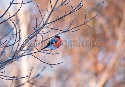 Bullfinch bird sitting on a branch 