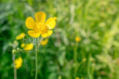 Buttercup flower in green nature