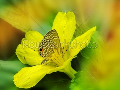 Butterfly sitting on a yellow flower hiding in pollen stacks.