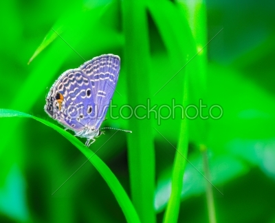 Buttterfly sitting on a grass leaf