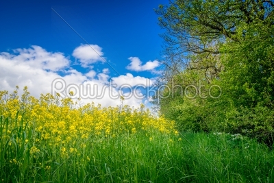 Canola on a green meadow
