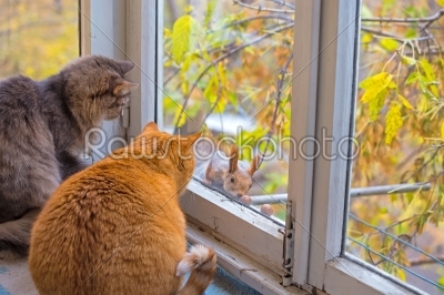 cats watch a squirrel
