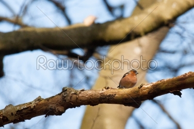 Chaffinch in the forest at wintertime