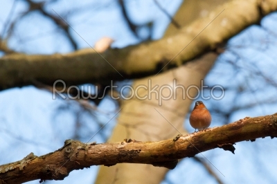 Chaffinch with big red chest on a twig