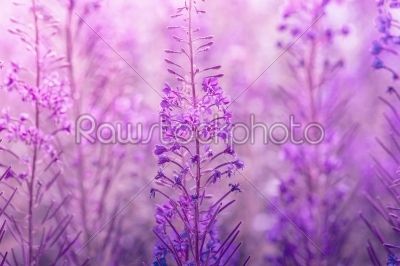 Chamerion flowers in violet tone