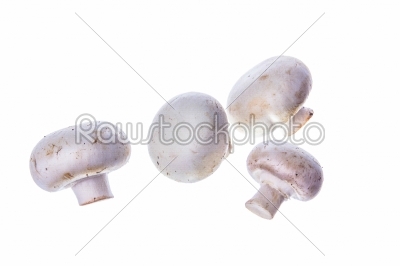 champignon mushrooms isolated on white background
