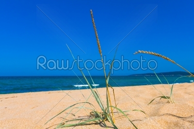 closeup grass on a sand dunes beach, blue ocean and sky