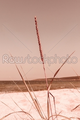 closeup grass on a sand dunes beach, ocean and sky on background