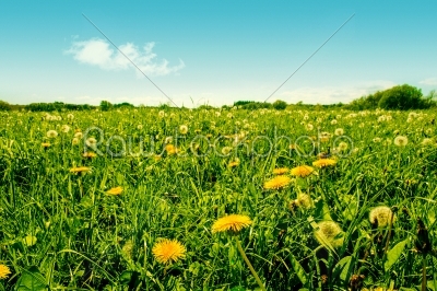 Colorful green dandelion field with many flowers