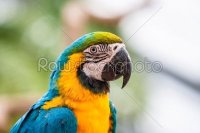 Colorful parrot in the jungle