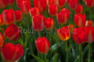 colorful tulips field 