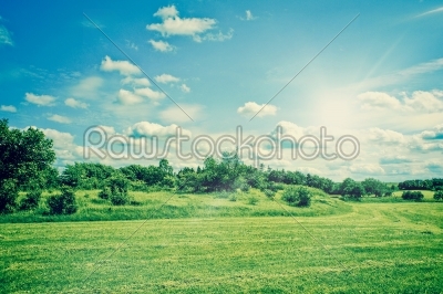 Countryside field landscape with grass and bushes