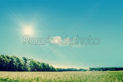 Countryside field with sunshine