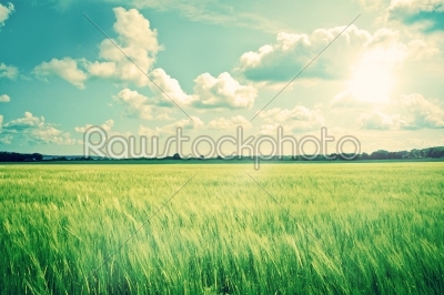 Countryside landscape with crops and sunshine