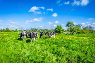 Cows on a green field