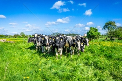 Cows on the country