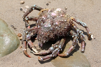Crab Beach