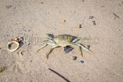 Crab on a sand beach