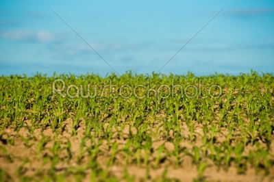 Crops field