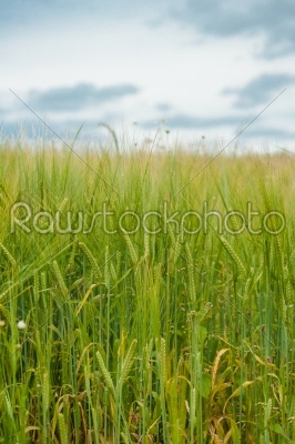 Crops on a field