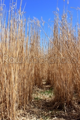 Culture of the reed