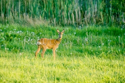 Cute deer on a green field