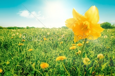 Daffodil on a meadow