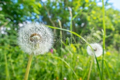 Dandelion flowers with seeds