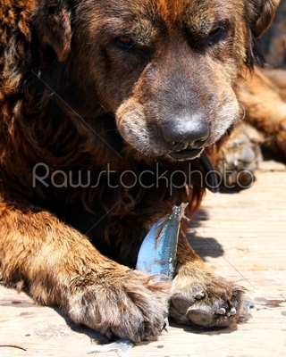 Dog Eating Fish