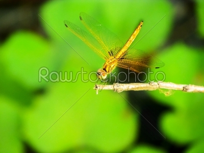 Dragonfly sitting on a twig having sunbath 