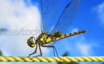 dragonfly-plastic rope-sky- background