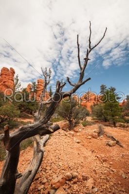 dry branch Bryce Canyon