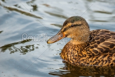 Duck on clear water