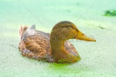 Duck Swimming With Duckweed in the pond