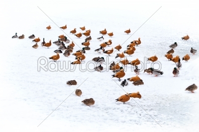 ducks in winter on the snow 