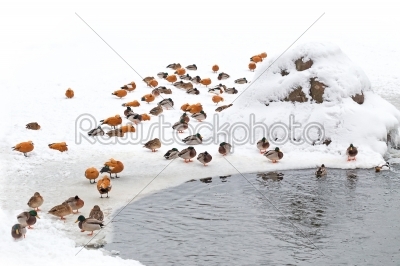 ducks in winter on the snow with pond