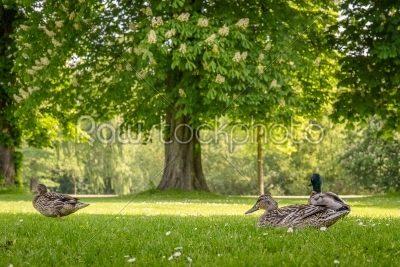 Ducks relaxing in a park