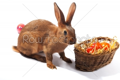 Easter - Easter bunny with Easter eggs