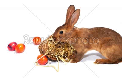 Easter - Easter bunny with Easter eggs