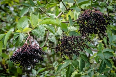 Elderberry plant