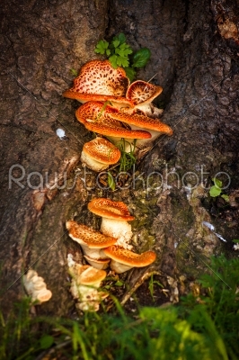 Fairytale mushrooms