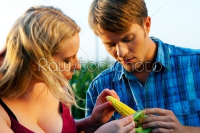 Farmers checking corn for harvest